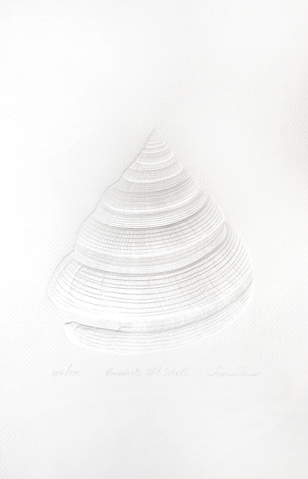 Emperor's Slit Shell White